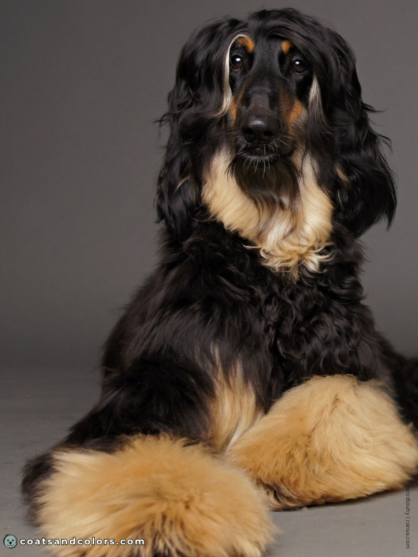 coatsandcolors.com Afghan Hound Colors black tan 3