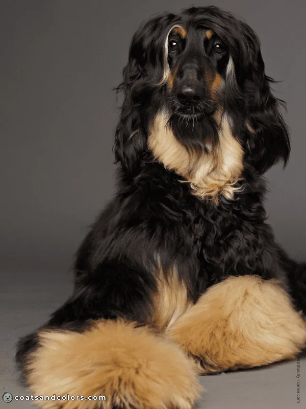 coatsandcolors.com Afghan Hound Colors black tan 3