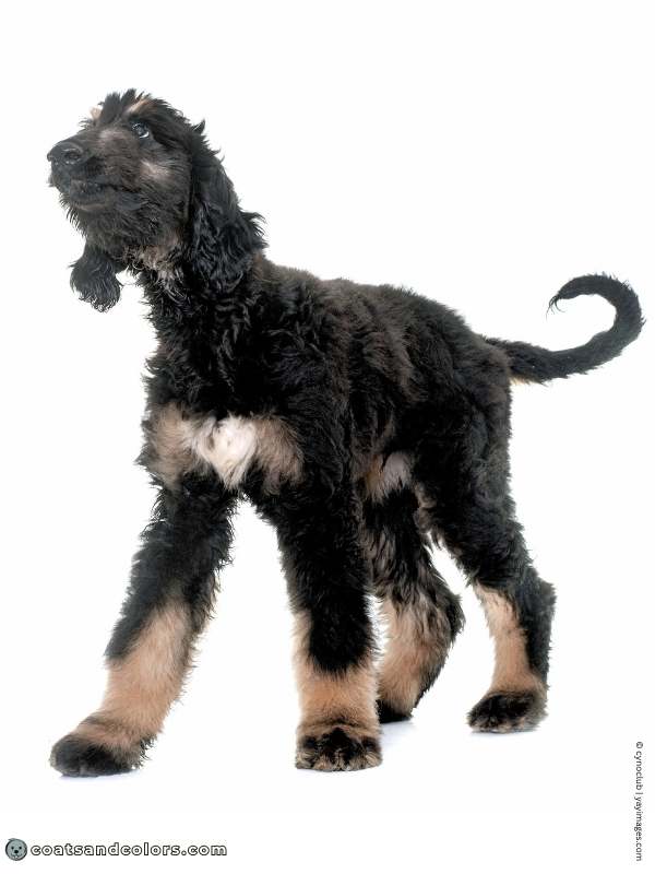 coatsandcolors.com Afghan Hound Colors black tan white patch