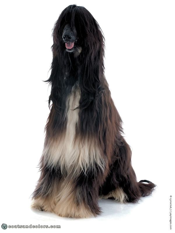 coatsandcolors.com Afghan Hound Colors black tan