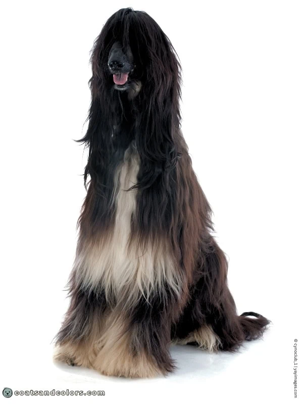 coatsandcolors.com Afghan Hound Colors black tan