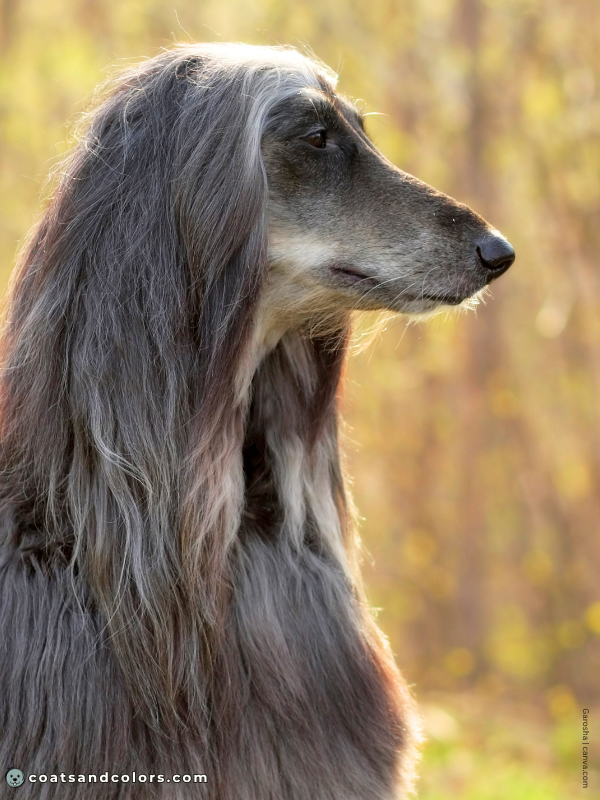 coatsandcolors.com Afghan Hound Colors blue 3