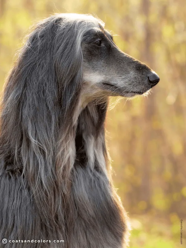 coatsandcolors.com Afghan Hound Colors blue 3