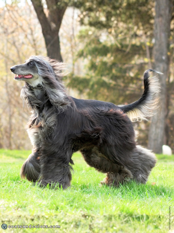 coatsandcolors.com Afghan Hound Colors blue cream 1