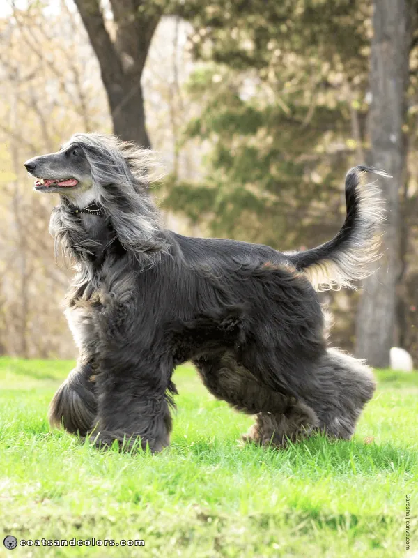 coatsandcolors.com Afghan Hound Colors blue cream 1