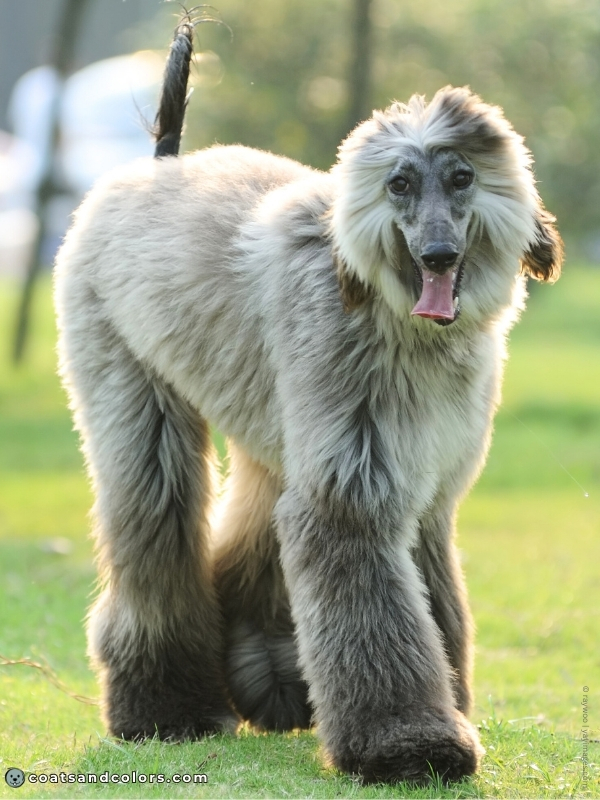 coatsandcolors.com Afghan Hound Colors blue puppy
