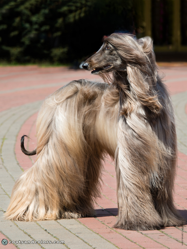 coatsandcolors.com Afghan Hound Colors brindle 2