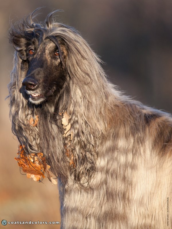 coatsandcolors.com Afghan Hound Colors brindle 3b