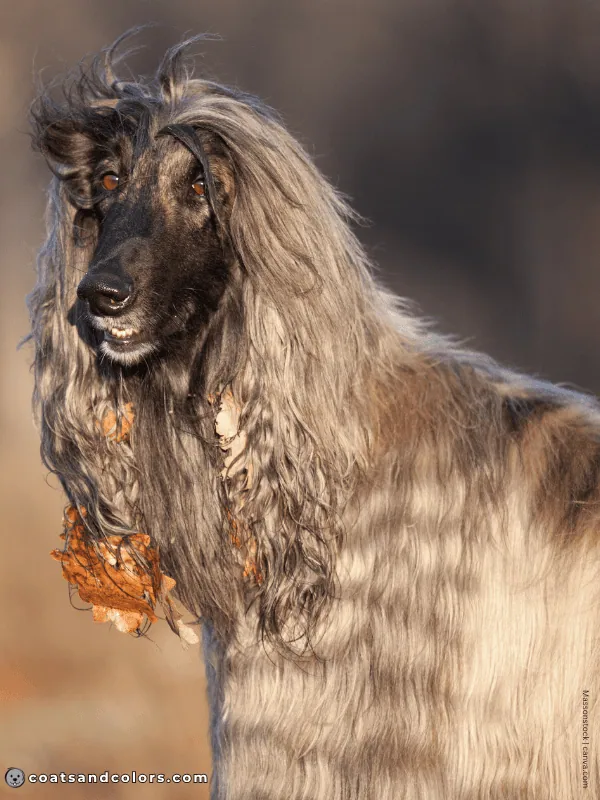 coatsandcolors.com Afghan Hound Colors brindle 3b
