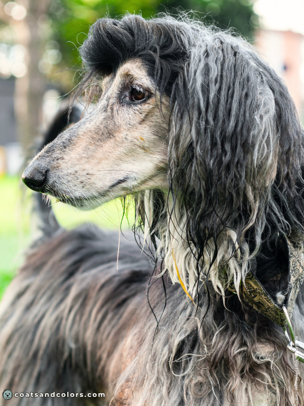 coatsandcolors.com Afghan Hound Colors brindle domino 2