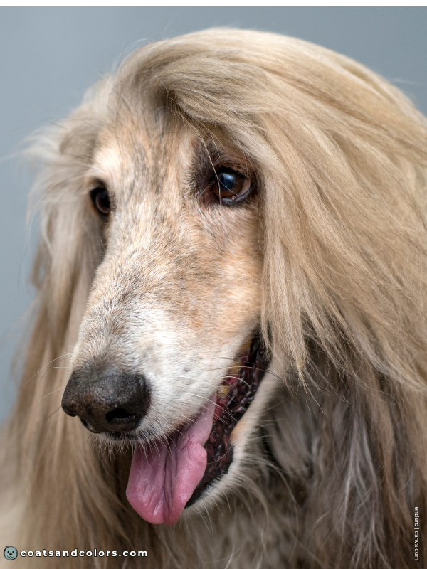 coatsandcolors.com Afghan Hound Colors brindle domino oyster brindle 1