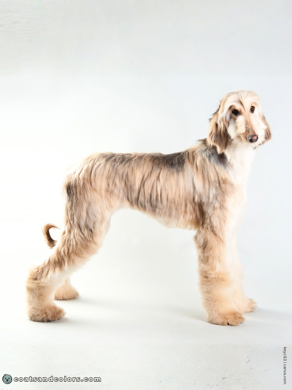 coatsandcolors.com Afghan Hound Colors brindle domino oyster brindle 2