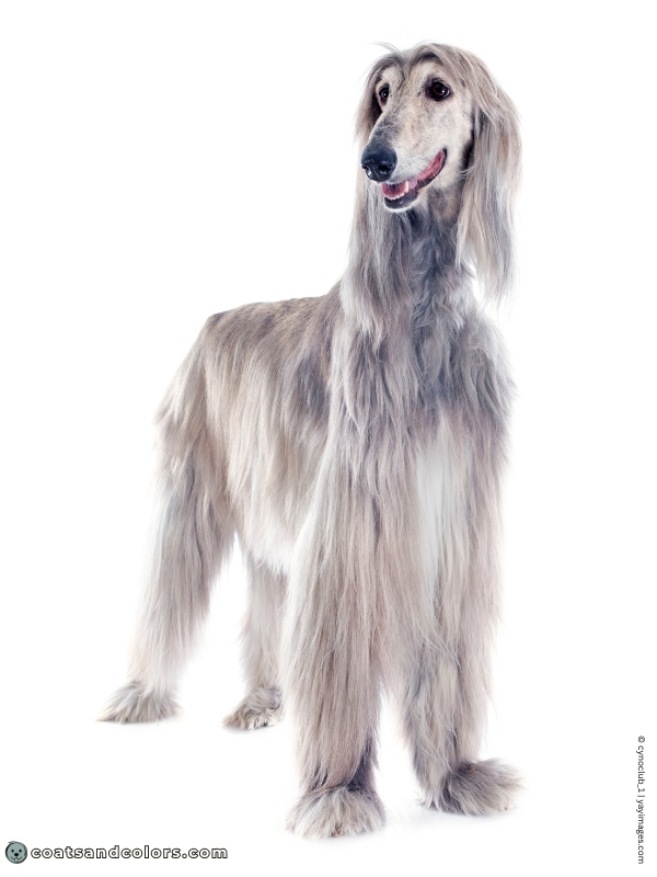 coatsandcolors.com Afghan Hound Colors brindle domino oyster