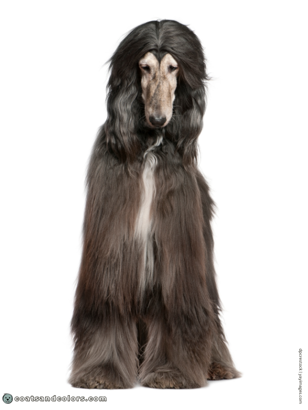 coatsandcolors.com Afghan Hound Colors brindle point domino 2