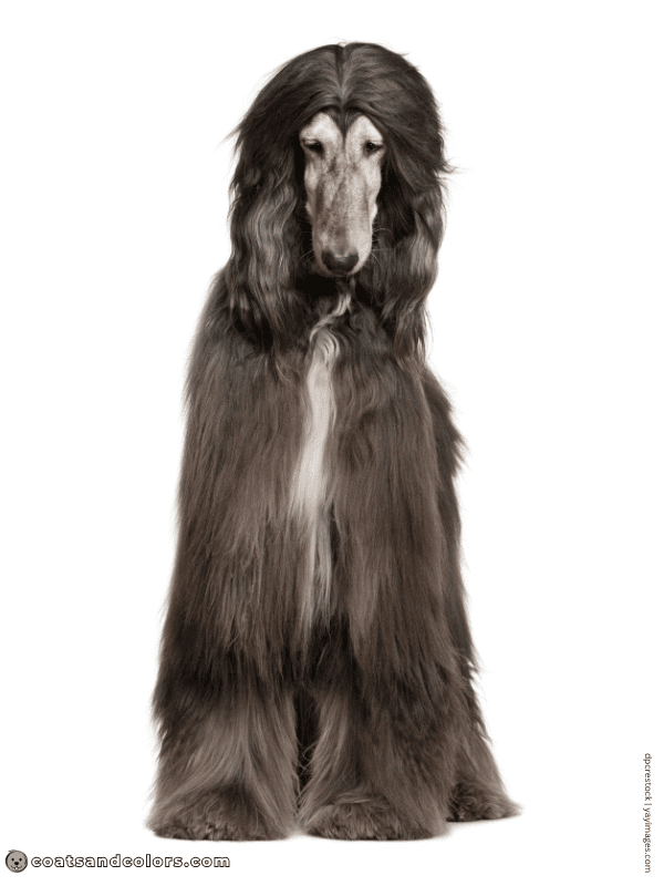 coatsandcolors.com Afghan Hound Colors brindle point domino 2