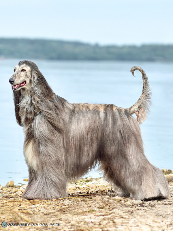 coatsandcolors.com Afghan Hound Colors brindle point domino