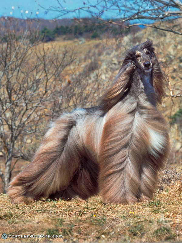 coatsandcolors.com Afghan Hound Colors brindle