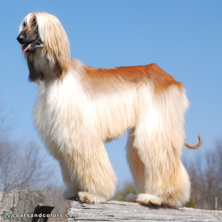 coatsandcolors.com Afghan Hound Colors coat type smooth saddle