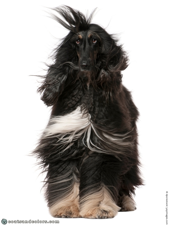 coatsandcolors.com Afghan Hound Colors coat type