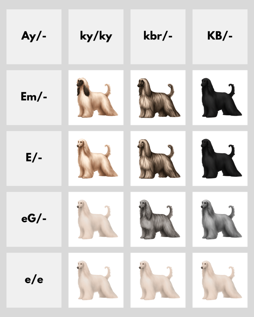 coatsandcolors.com Afghan Hound Colors color charts Ay