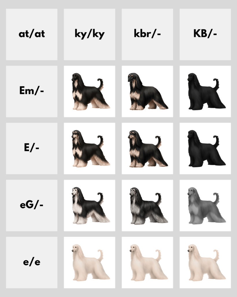 coatsandcolors.com Afghan Hound Colors color charts atat