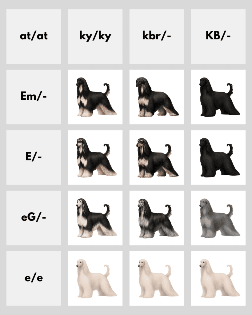 coatsandcolors.com Afghan Hound Colors color charts atat