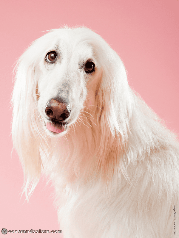 coatsandcolors.com Afghan Hound Colors cream pink nose