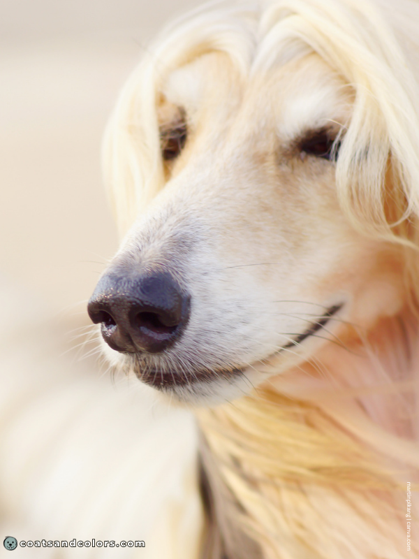 coatsandcolors.com Afghan Hound Colors cream sable