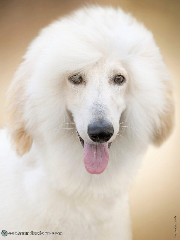 coatsandcolors.com Afghan Hound Colors cream white 1