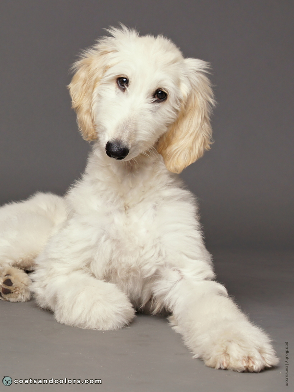 coatsandcolors.com Afghan Hound Colors cream white 2