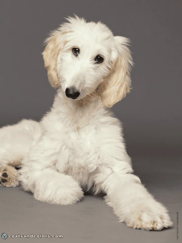 coatsandcolors.com Afghan Hound Colors cream white 2