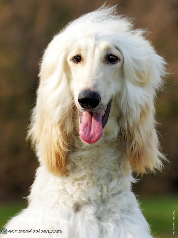 coatsandcolors.com Afghan Hound Colors cream white 3