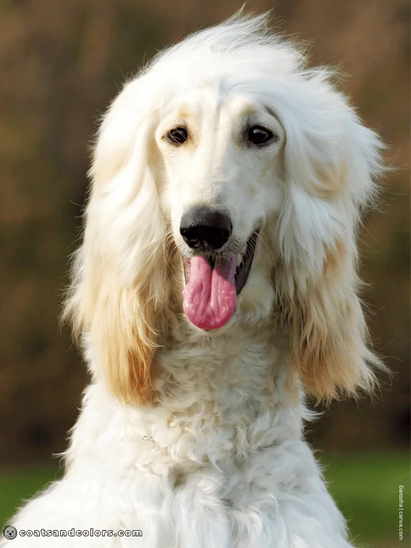 coatsandcolors.com Afghan Hound Colors cream white 3