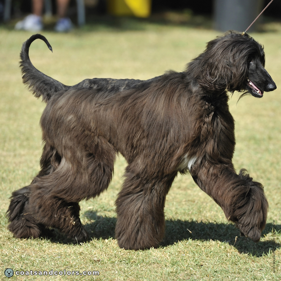 coatsandcolors.com Afghan Hound Colors dark brindle