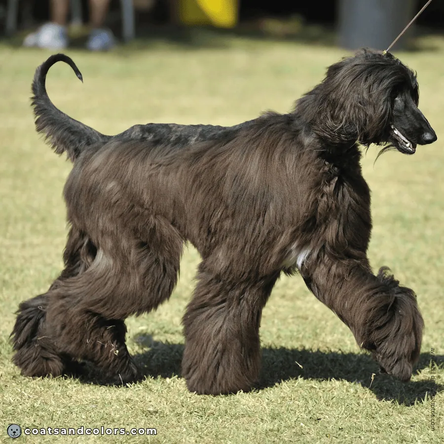 coatsandcolors.com Afghan Hound Colors dark brindle