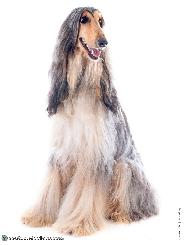 coatsandcolors.com Afghan Hound Colors domino 1