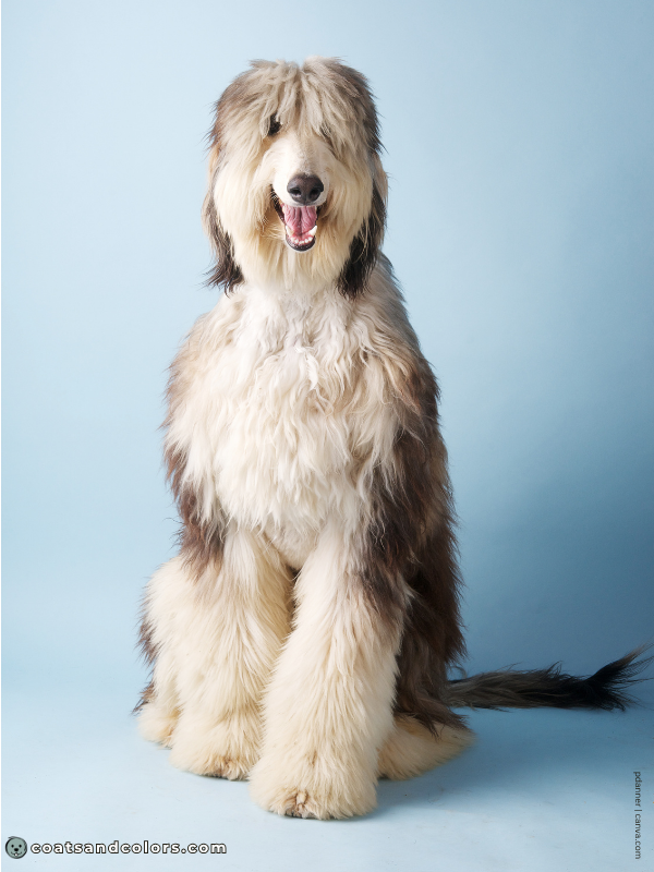 coatsandcolors.com Afghan Hound Colors domino 2b 2