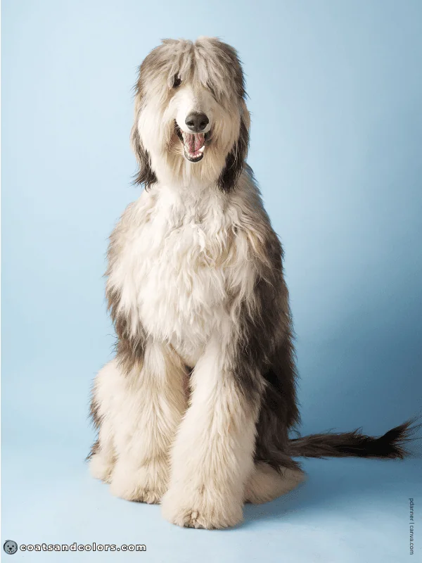 coatsandcolors.com Afghan Hound Colors domino 2b 2