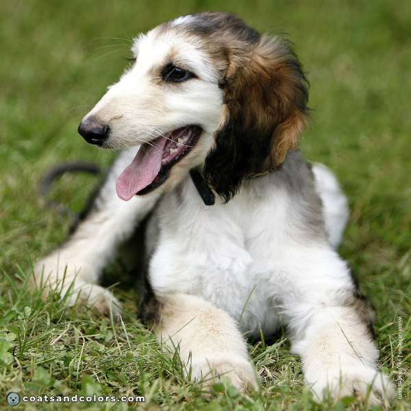 coatsandcolors.com Afghan Hound Colors domino puppy