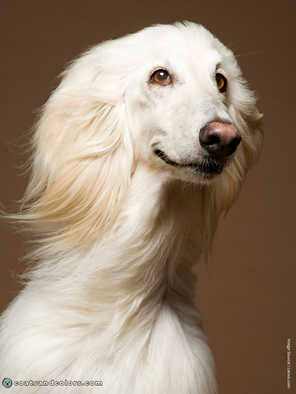 coatsandcolors.com Afghan Hound Colors eye color 3