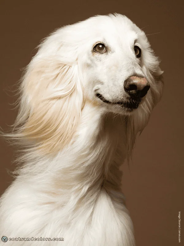 coatsandcolors.com Afghan Hound Colors eye color 3