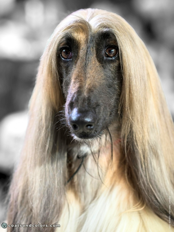 coatsandcolors.com Afghan Hound Colors eye color