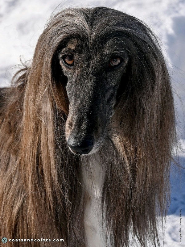 coatsandcolors.com Afghan Hound Colors faded black 2