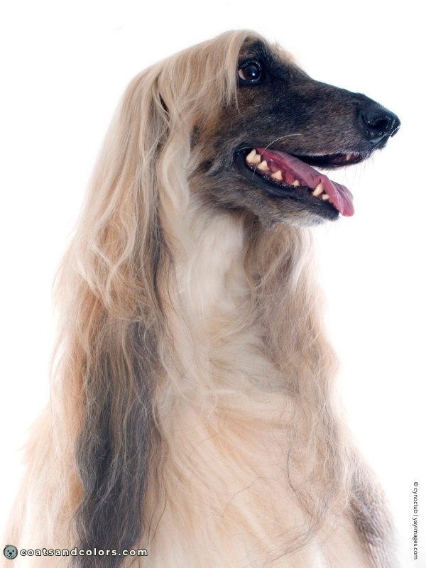 coatsandcolors.com Afghan Hound Colors faded mask 2