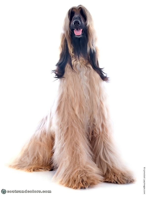 coatsandcolors.com Afghan Hound Colors fawn black mask 2