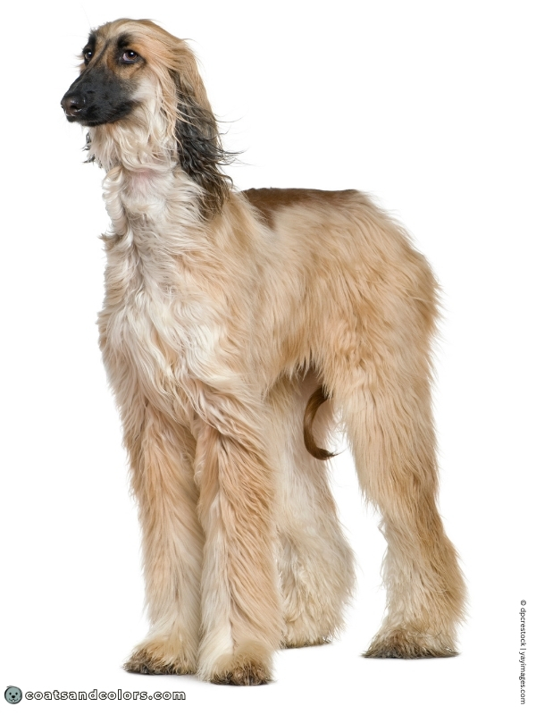 coatsandcolors.com Afghan Hound Colors fawn black mask