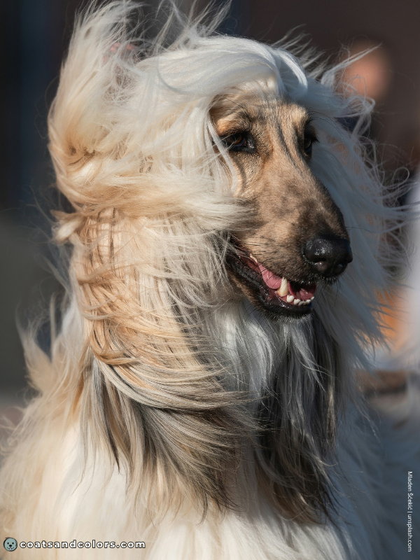 coatsandcolors.com Afghan Hound Colors fawn nose black