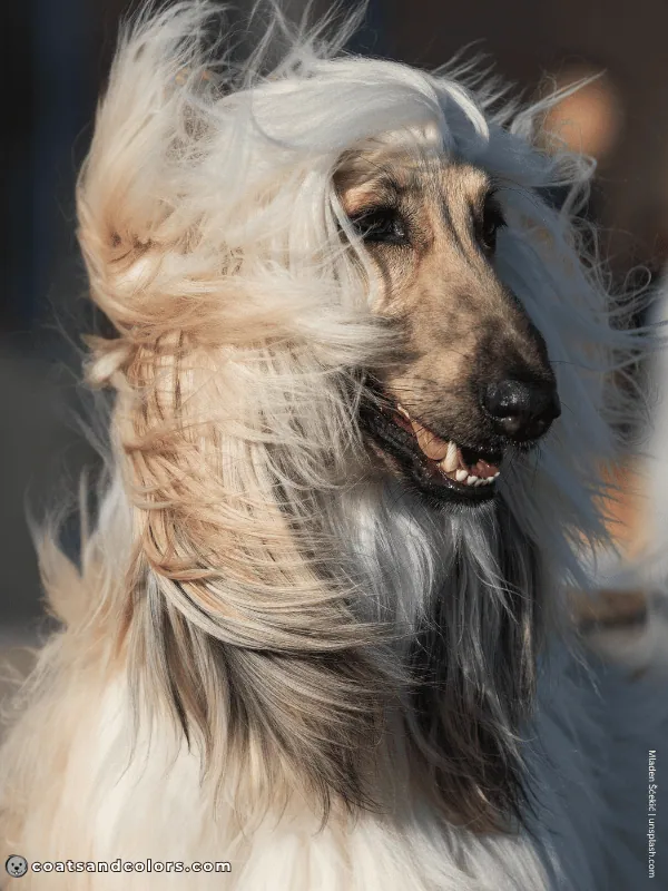 coatsandcolors.com Afghan Hound Colors fawn nose black