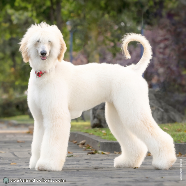 coatsandcolors.com Afghan Hound Colors intensity low