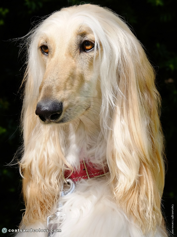 coatsandcolors.com Afghan Hound Colors maskless fawn